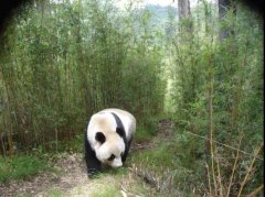 科学网“国宝”也罩不住豺狼虎豹！大熊猫保护