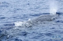 Китайские исследователи заметили 11 видов китов во время